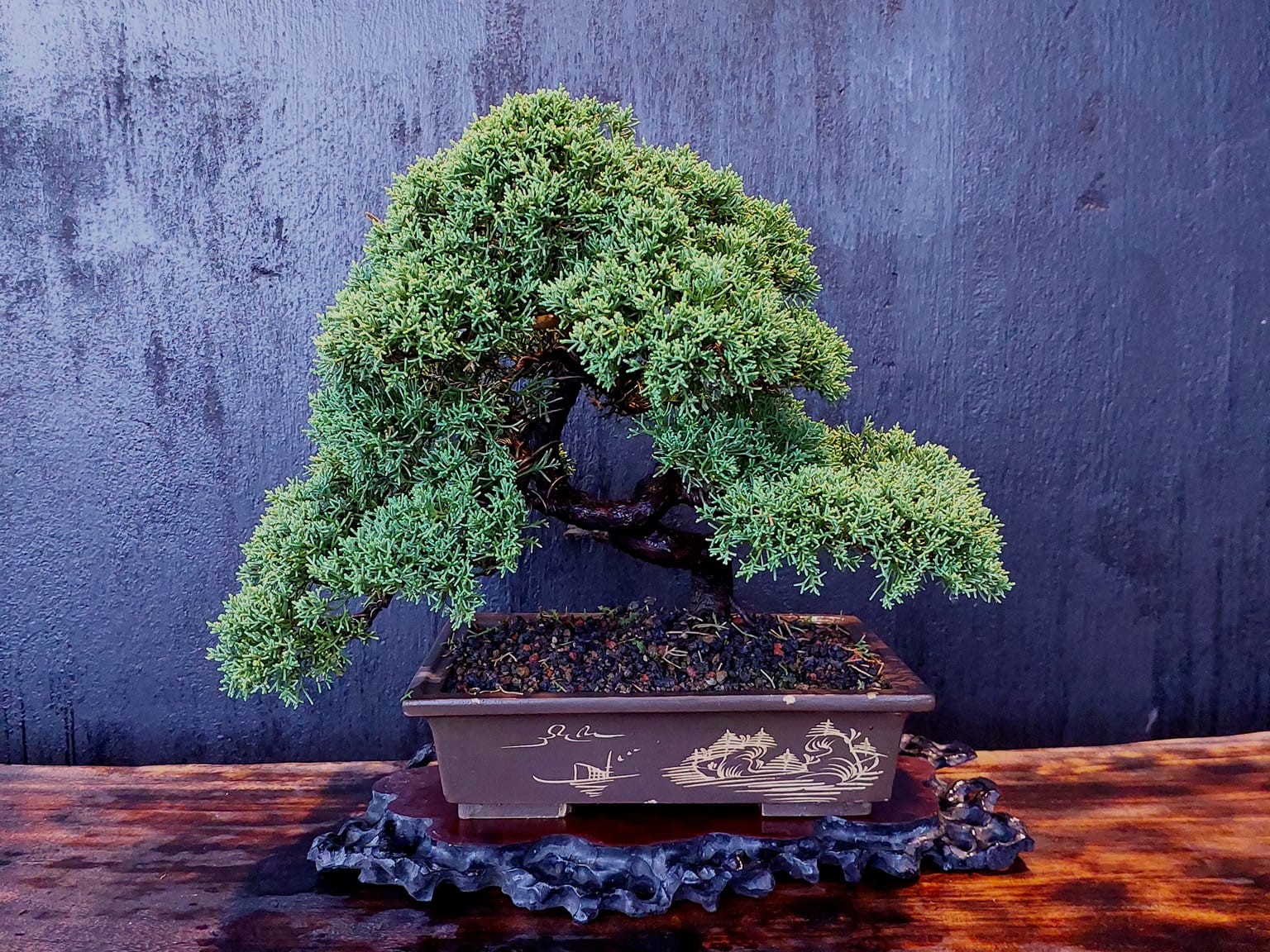 Bonsai là gì? Ý nghĩa và phân biệt các loại cây